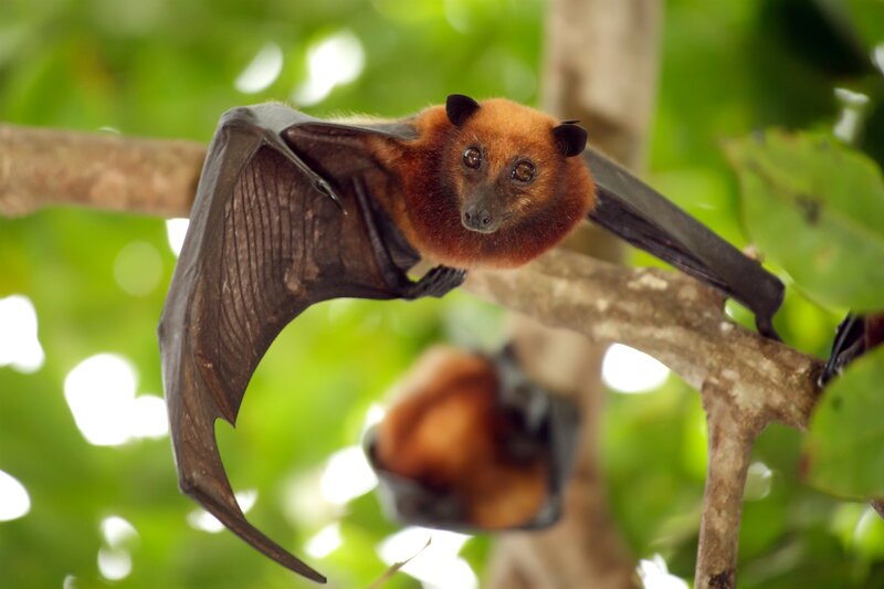 Brown Bat on Branch