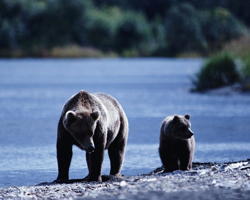 Brown Bear and Cub — Blue