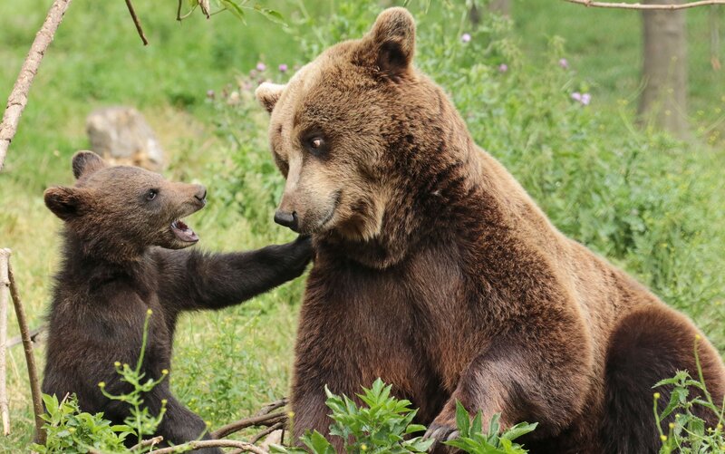 Brown Bear and Cub — Calm, Afternoon, Photograph