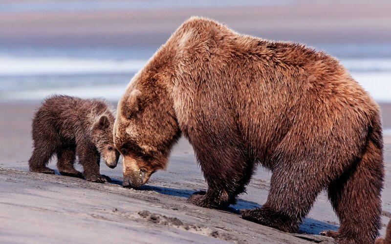 Brown Bear and Cub — Calm, Afternoon