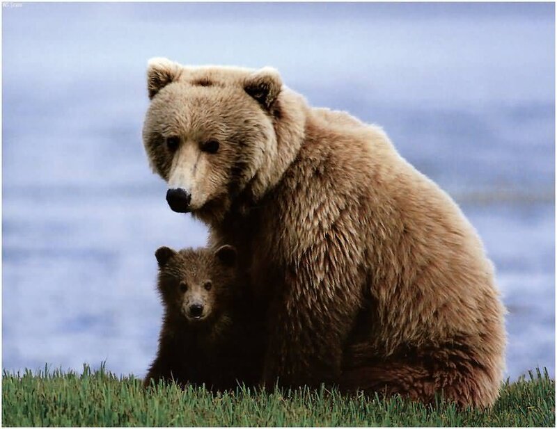 Brown Bear and Cub — Calm, Photograph, Grass