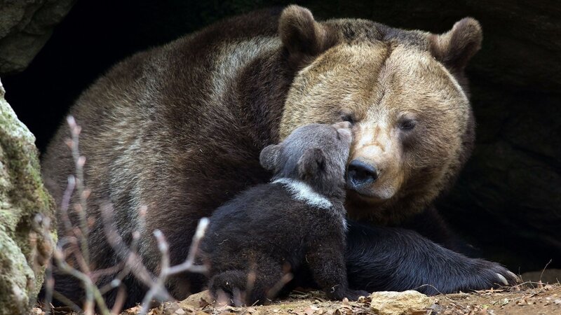 Brown Bear and Cub — Calm, Photograph, Rock
