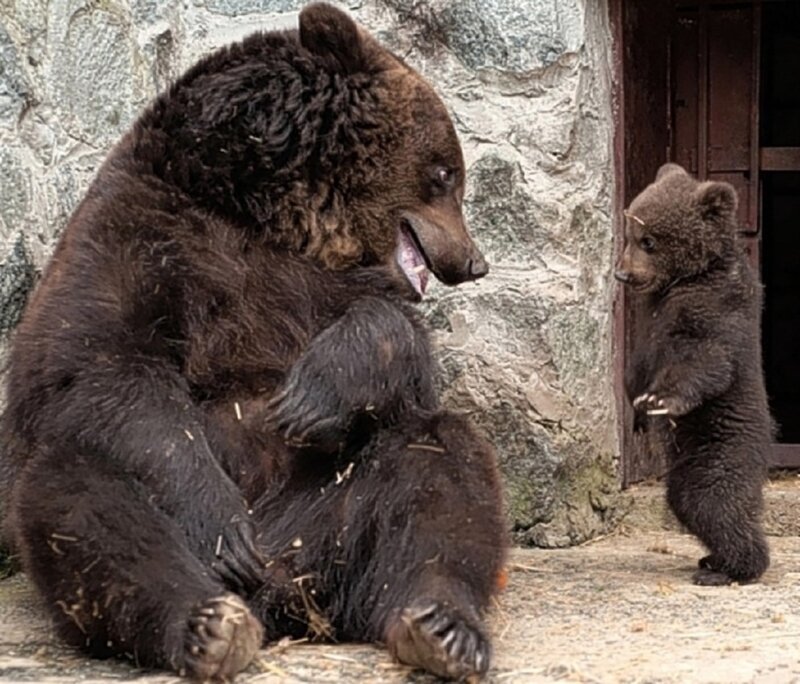 Brown Bear and Cub — Calm, Photograph, Stone Wall