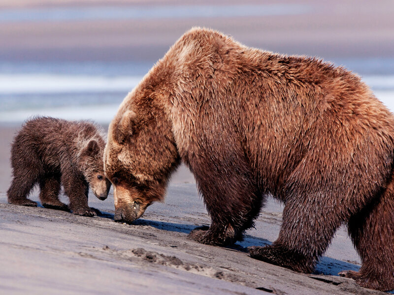 Brown Bear and Cub — Calm, Photograph