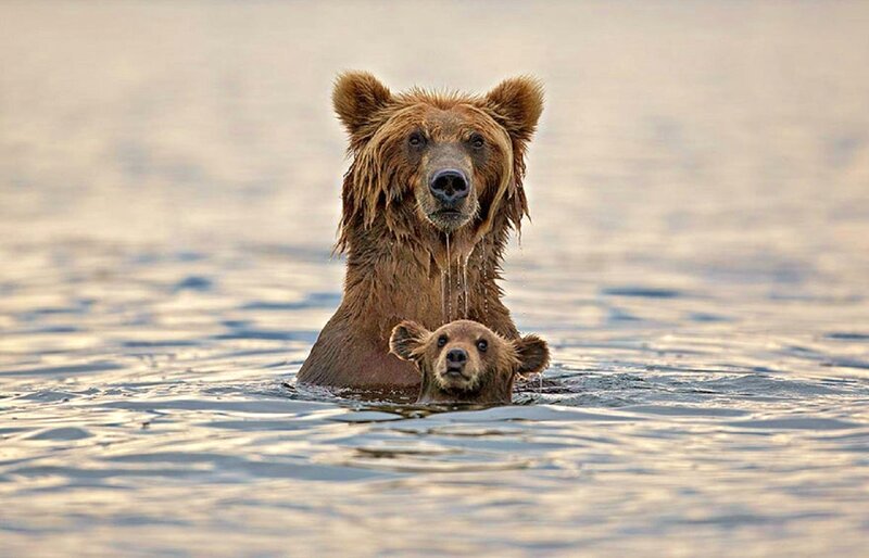 Brown Bear and Cub — Calm, Sunset