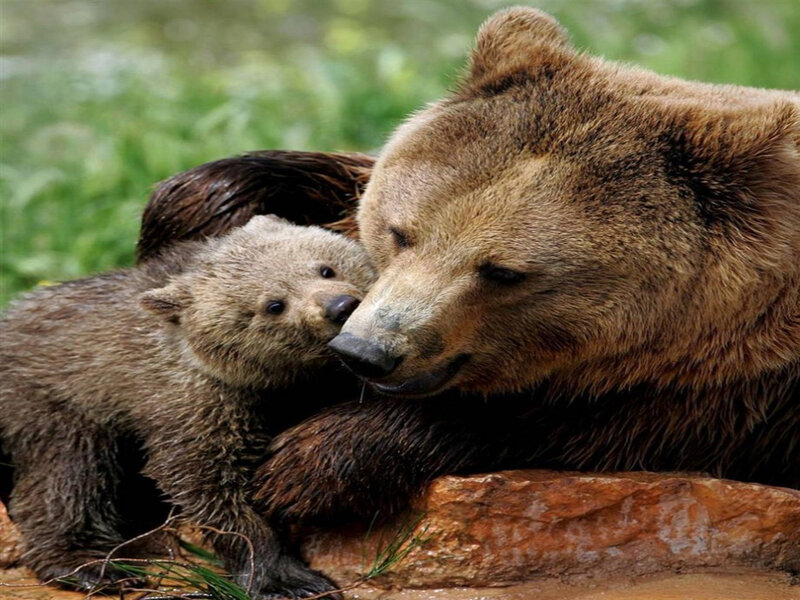 Brown Bear and Cub — Calm