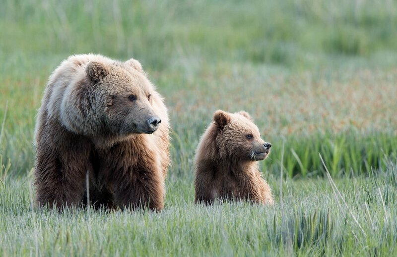 Brown Bear and Cub — Green, Calm