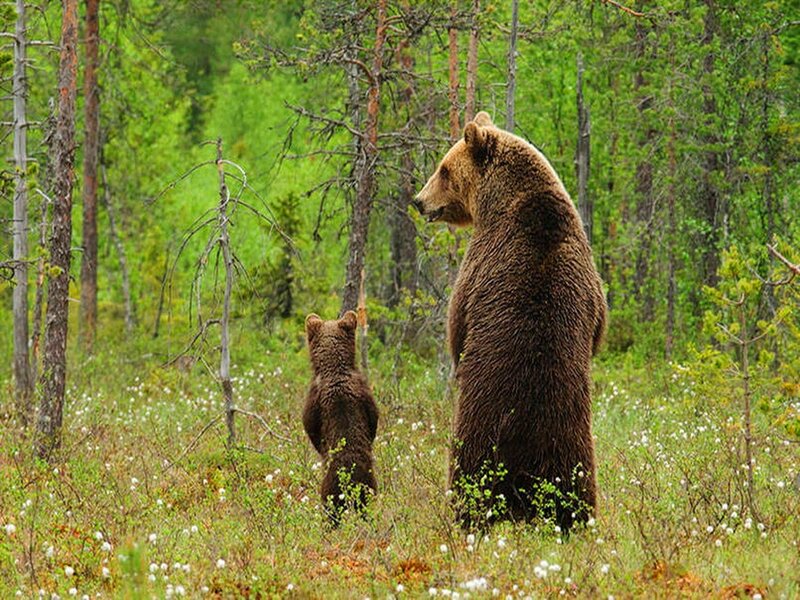 Brown Bear and Cub — Green, Natural, Summer