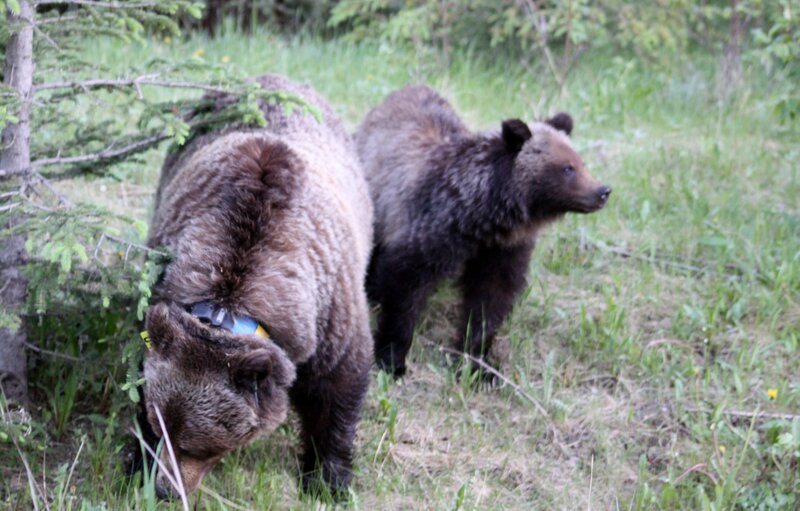 Brown Bear and Cub — Green, Natural