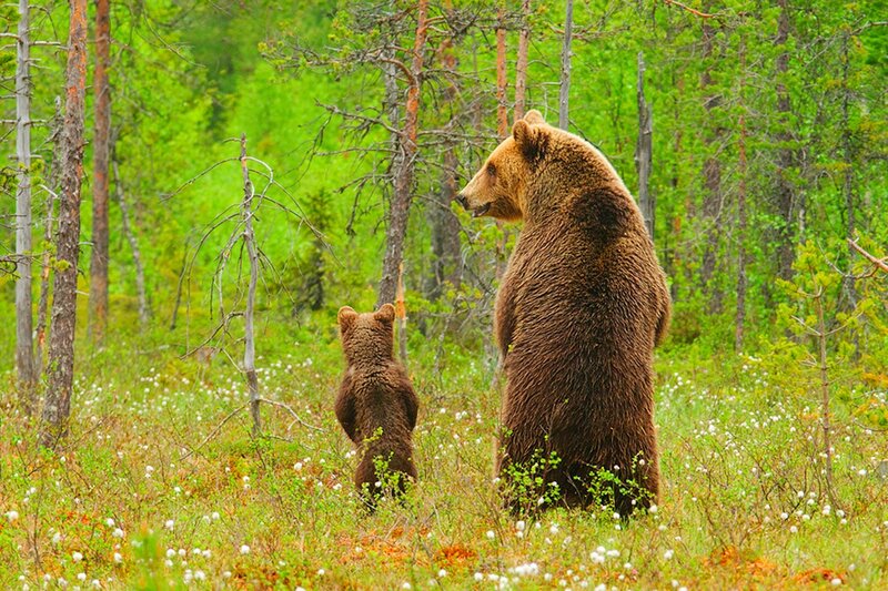 Brown Bear and Cub — Green, Serene