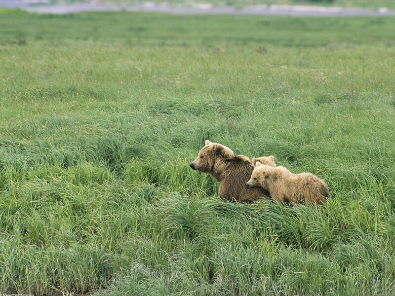 Brown Bear and Cub — Green