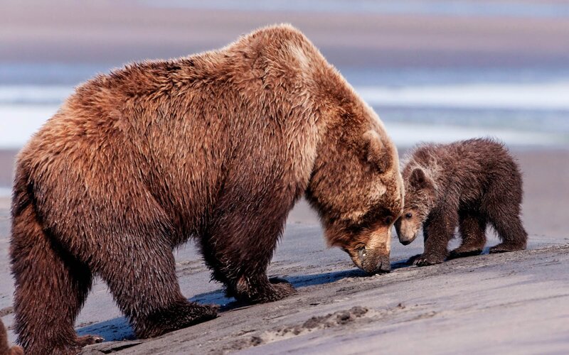 Brown Bear and Cub — Natural, Afternoon, Photograph