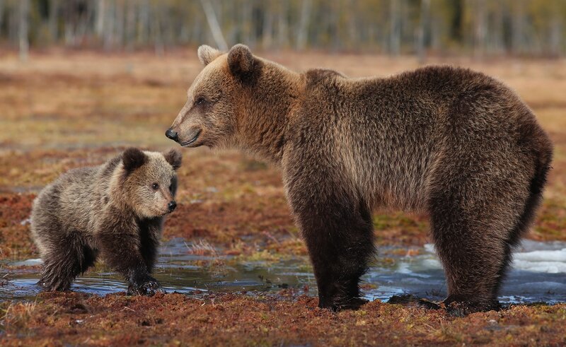 Brown Bear and Cub — Natural, Autumn, Photograph
