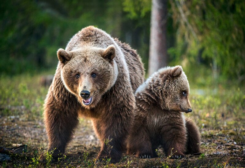 Brown Bear and Cub — Natural, Morning, Photograph
