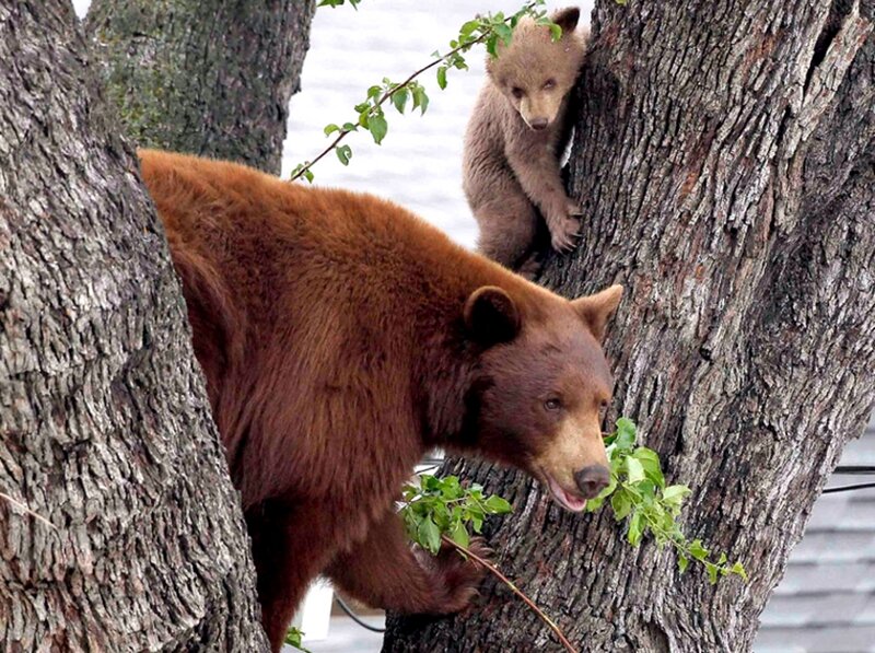 Brown Bear and Cub — Natural, Morning