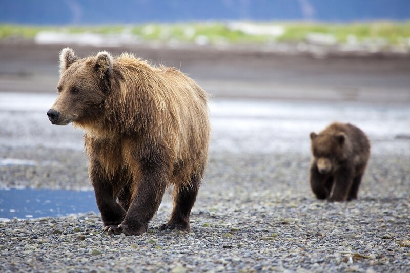 Brown Bear and Cub — Natural, Photograph