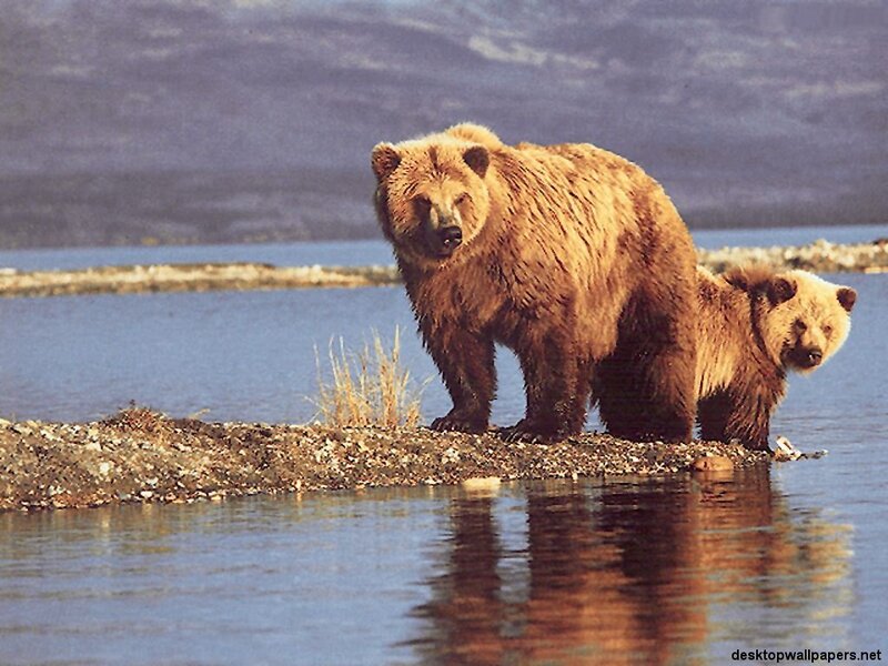 Brown Bear and Cub — Natural