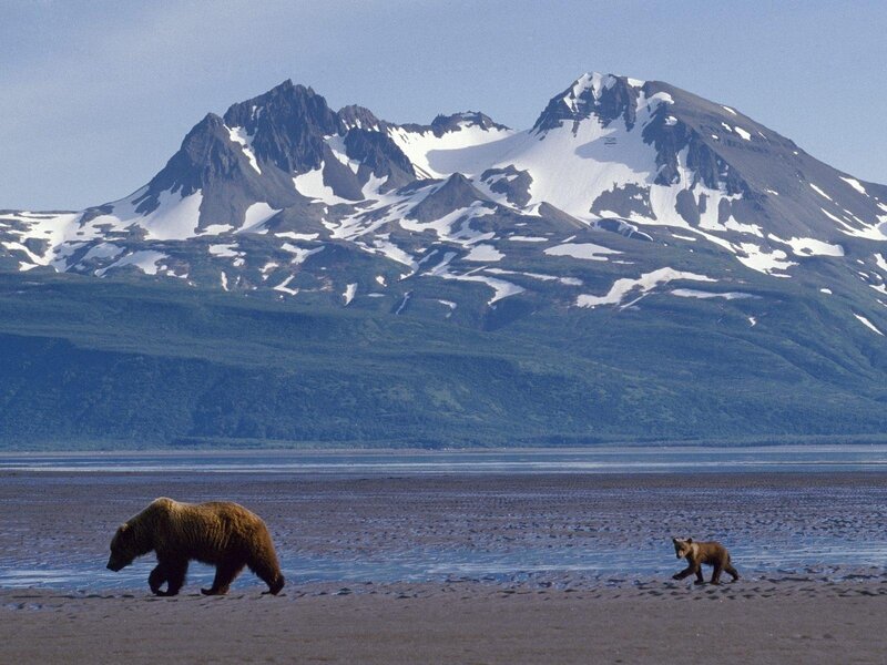 Brown Bear and Cub — Serene, Summer