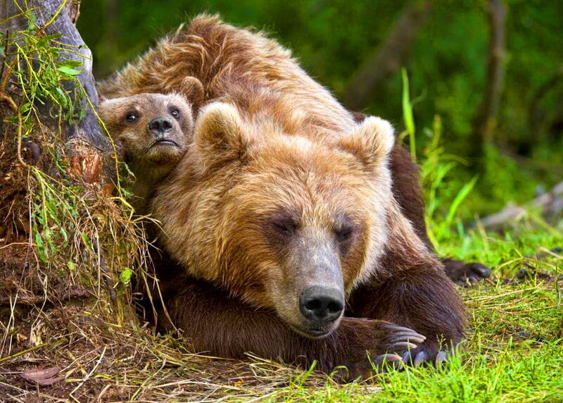 Brown Bear and Cub