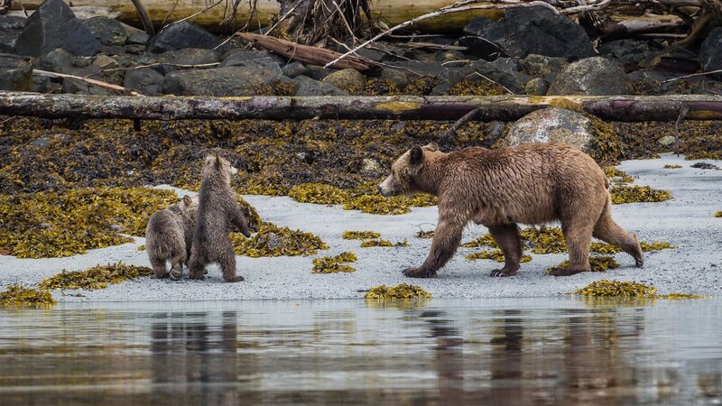 Brown Bear and Cubs