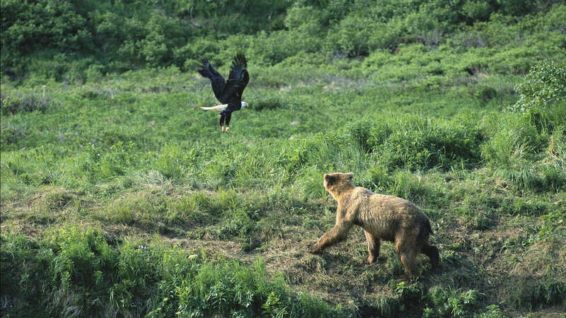 Brown Bear and Eagle — Green