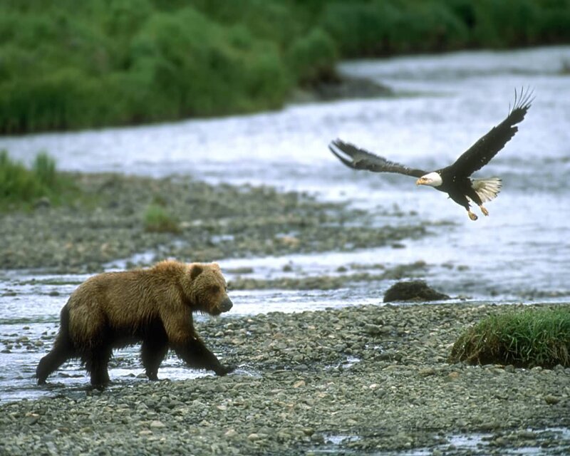Brown Bear and Eagle