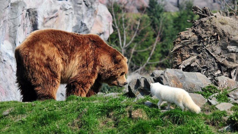 Brown Bear and White Fox — Green