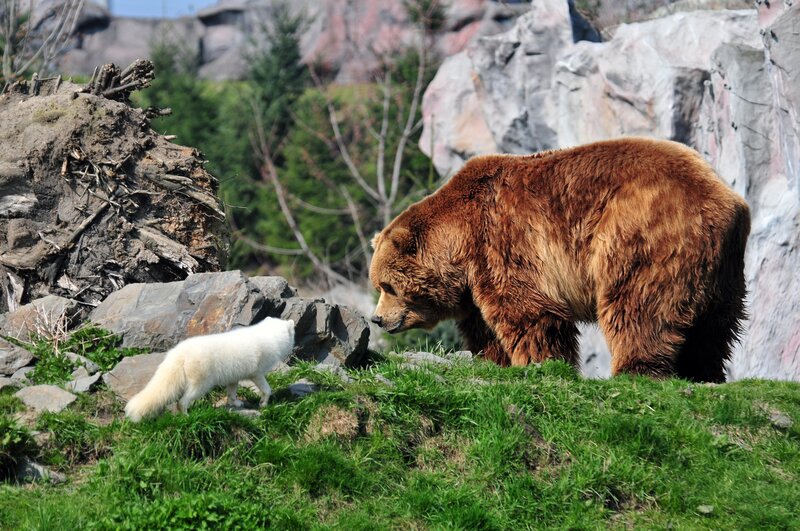 Brown Bear and White Fox