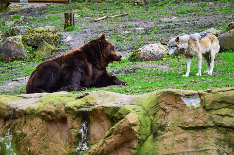Brown Bear and Wolf — Green, Natural