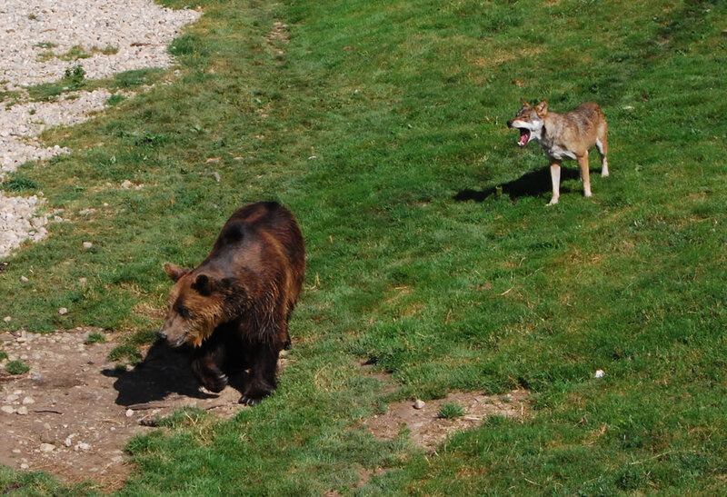 Brown Bear and Wolf — Green