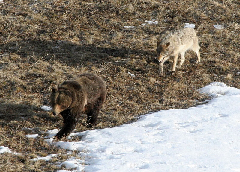 Brown Bear and Wolf — Natural