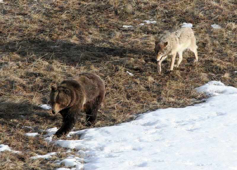 Brown Bear and Wolf — Natural, Winter
