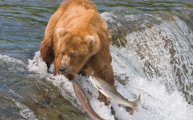 Brown Bear Catching Fish — Dramatic, Afternoon