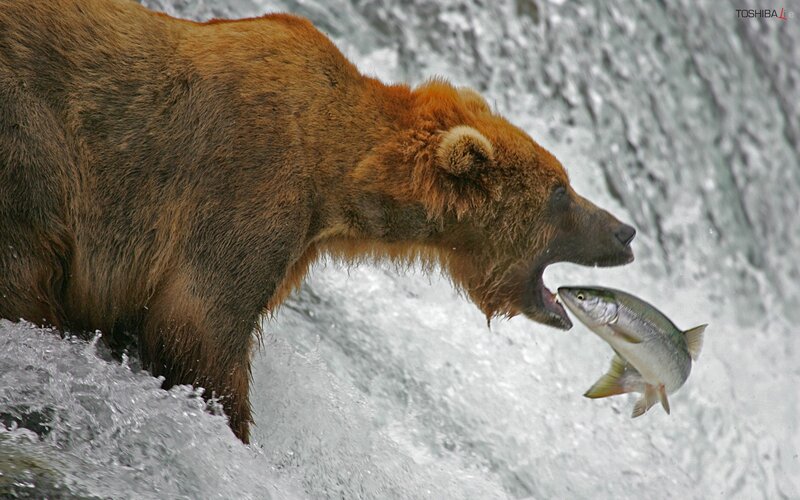 Brown Bear Catching Fish — Dramatic, Photograph, River