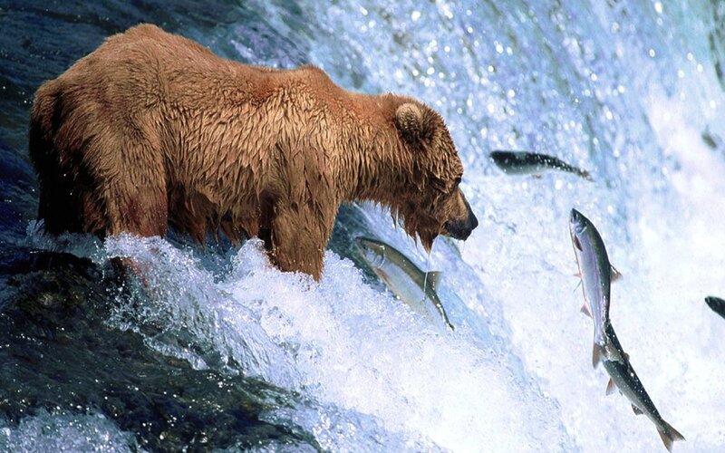 Brown Bear Catching Fish — Dramatic, Photograph