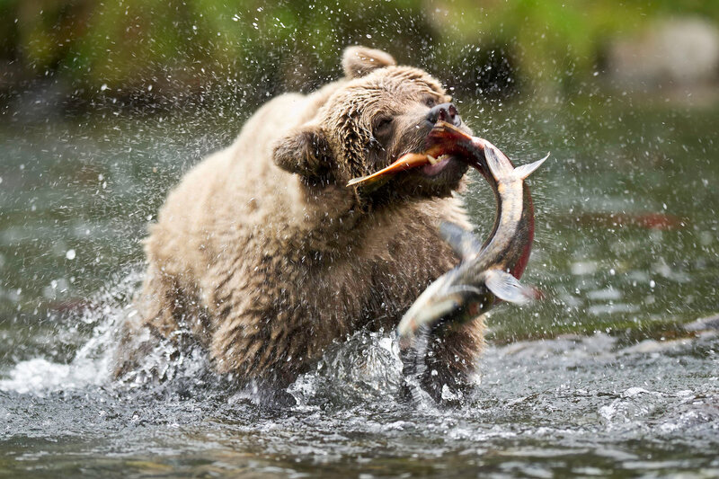 Brown Bear Catching Fish — Dramatic, Photograph, Water