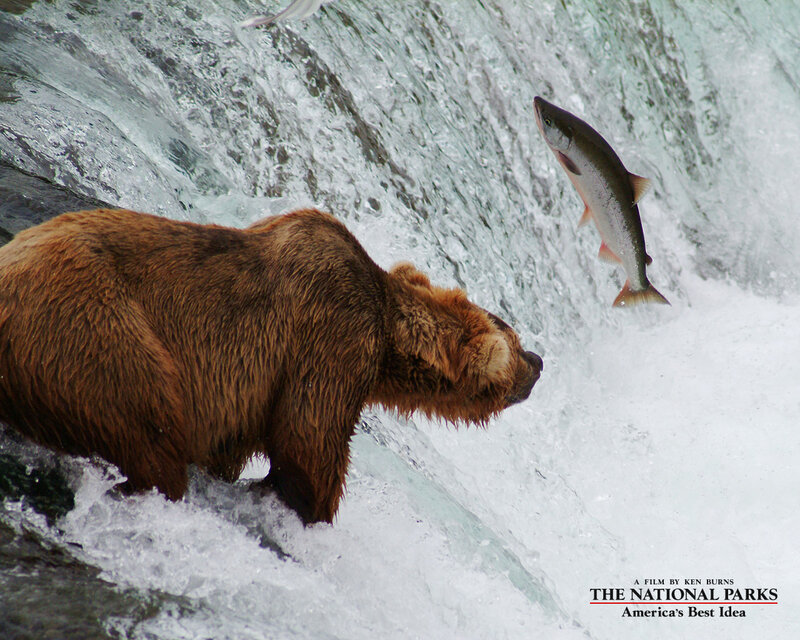 Brown Bear Catching Fish — Dramatic, Photograph, Waterfall
