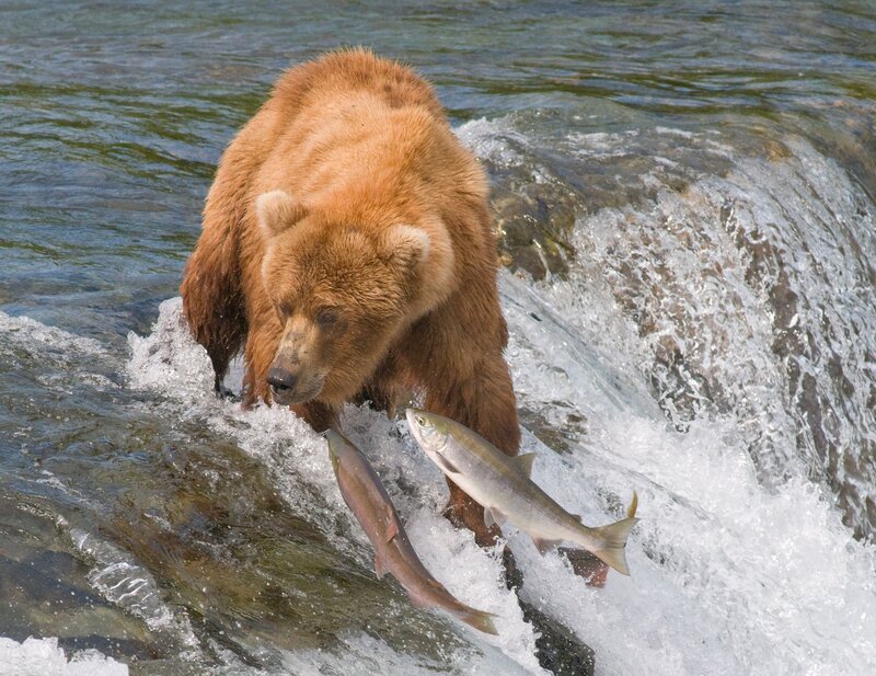 Brown Bear Catching Fish — Dynamic, Afternoon, Photograph