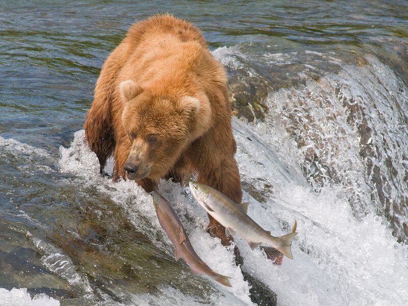 Brown Bear Catching Fish — Dynamic, Afternoon