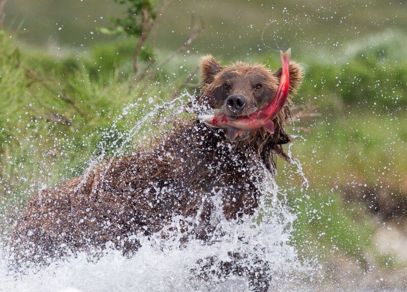 Brown Bear Catching Fish — Dynamic, Photograph, Water