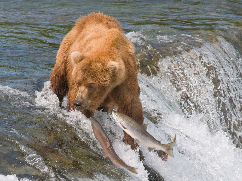 Brown Bear Catching Fish — Dynamic
