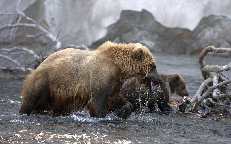 Brown Bear Catching Fish — Natural, Photograph