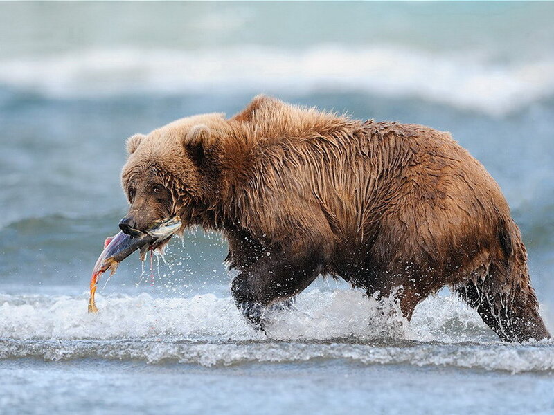 Brown Bear Catching Fish