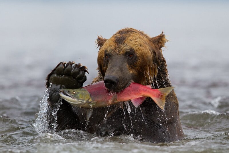 Brown Bear Catching Salmon — Dramatic