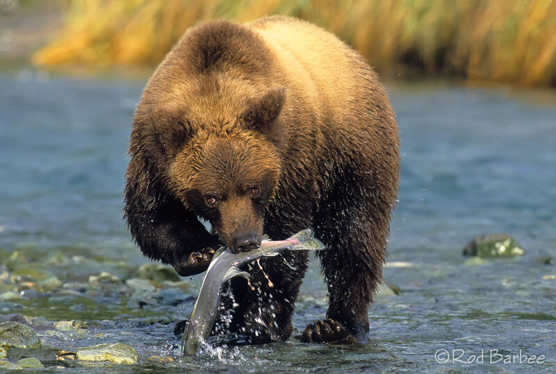 Brown Bear Catching Salmon — Natural