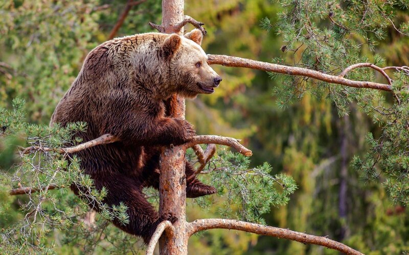 Brown Bear Climbing Tree
