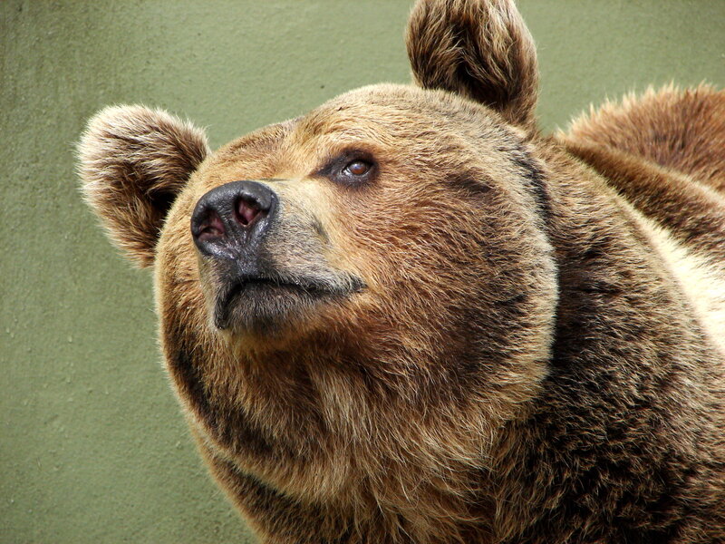 brown bear close-up portrait