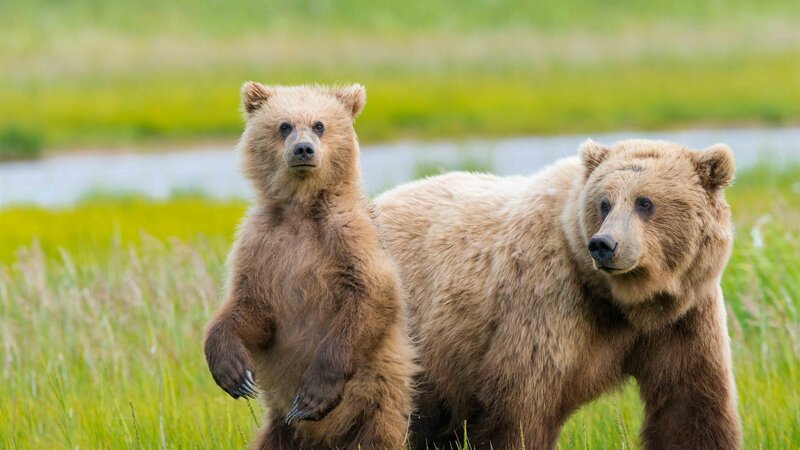 Brown Bear Cub and Adult