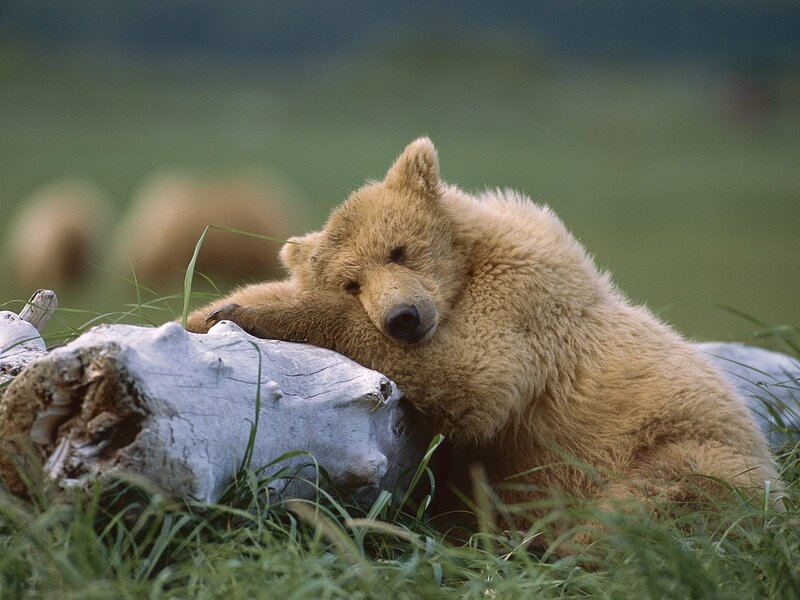 Brown Bear Cub — Calm, Afternoon, Photograph, Log, Grass