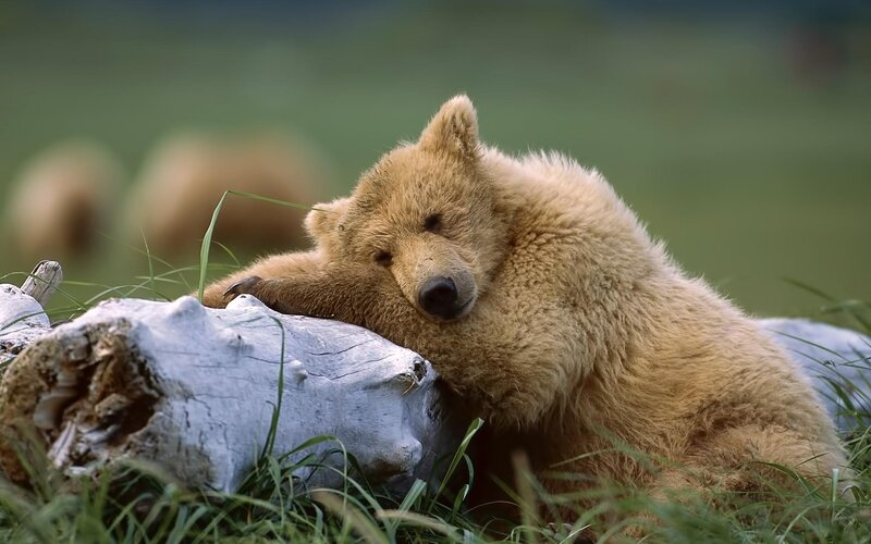 Brown Bear Cub — Calm, Afternoon, Photograph, Log